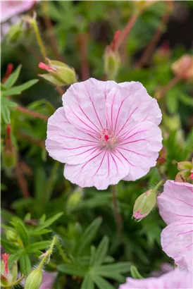 Gestreifter Storchschnabel - Geranium sanguineum striatum