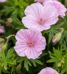 Gestreifter Storchschnabel - Geranium sanguineum striatum