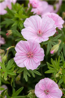 Gestreifter Storchschnabel - Geranium sanguineum striatum