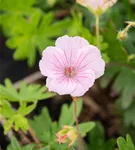 Gestreifter Storchschnabel - Geranium sanguineum striatum