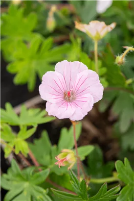 Gestreifter Storchschnabel - Geranium sanguineum striatum