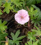 Gestreifter Storchschnabel - Geranium sanguineum striatum