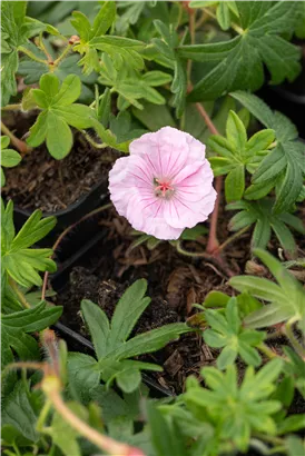 Gestreifter Storchschnabel - Geranium sanguineum striatum