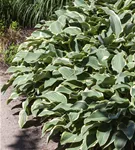 Graublättrige Weißrand-Garten-Funkie 'Francee' - Hosta fortunei 'Francee'