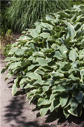 Graublättrige Weißrand-Garten-Funkie 'Francee' - Hosta fortunei 'Francee'