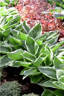 Graublättrige Weißrand-Garten-Funkie 'Francee' - Hosta fortunei 'Francee'