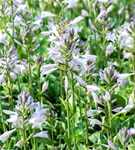 Graublättrige Weißrand-Garten-Funkie 'Francee' - Hosta fortunei 'Francee'