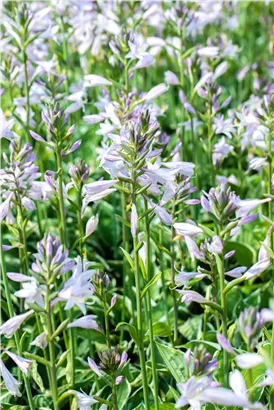 Graublättrige Weißrand-Garten-Funkie 'Francee' - Hosta fortunei 'Francee'