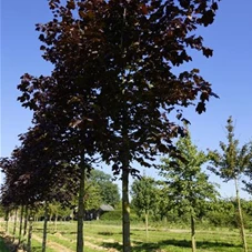 Acer platanoides 'Crimson King', H 3xv mDb 16- 18