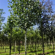 Betula utilis 'Doorenbos' - Baum, H 4xv mDb 18- 20