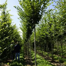 Carpinus betulus 'Fastigiata' - Baum, H 3xv mDb 12- 14