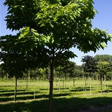 Catalpa bignonioides - Baum, H 4xv mDb 30- 35