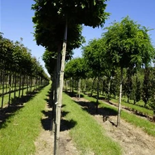 Quercus palustris 'Green Dwarf', H 3xv mDb 10- 12