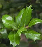 Gemeine Stechpalme - Ilex aquifolium