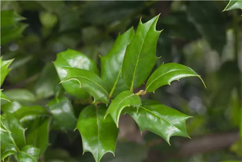 Gemeine Stechpalme - Ilex aquifolium