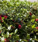 Gemeine Stechpalme - Ilex aquifolium