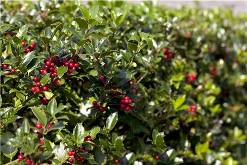 Gemeine Stechpalme - Ilex aquifolium