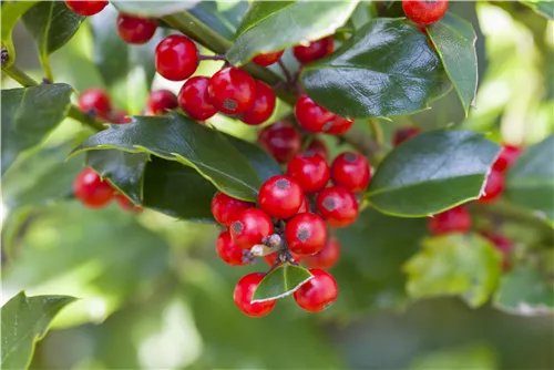 Gemeine Stechpalme - Ilex aquifolium