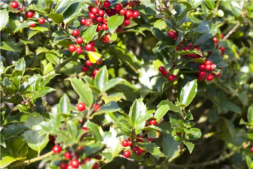 Gemeine Stechpalme - Ilex aquifolium