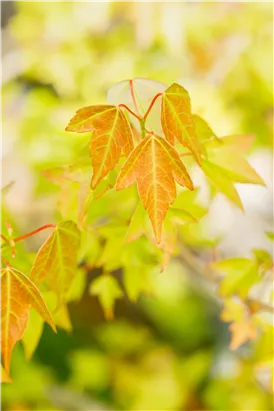 Dreizahnahorn - Acer buergerianum