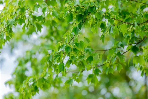 Dreizahnahorn - Acer buergerianum