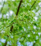 Dreizahnahorn - Acer buergerianum