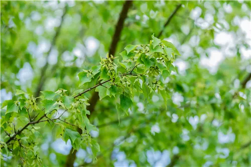 Dreizahnahorn - Acer buergerianum