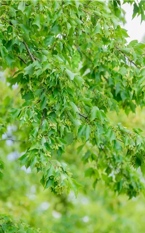 Acer buergerianum