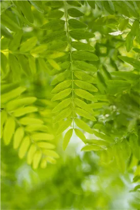 Lederhülsenbaum - Gleditsia triacanthos