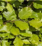 Säulen-Goldbuche 'Dawyck Gold' - Fagus sylvatica 'Dawyck Gold'