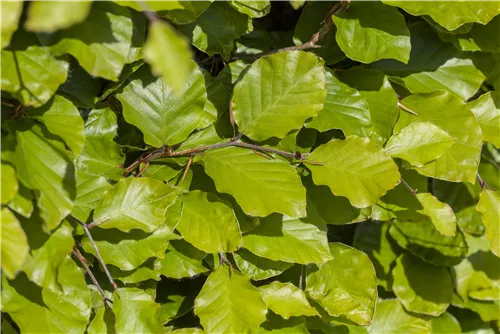 Säulen-Goldbuche 'Dawyck Gold' - Fagus sylvatica 'Dawyck Gold'