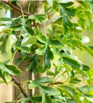 Säulen-Weißdorn - Crataegus monogyna 'Stricta'