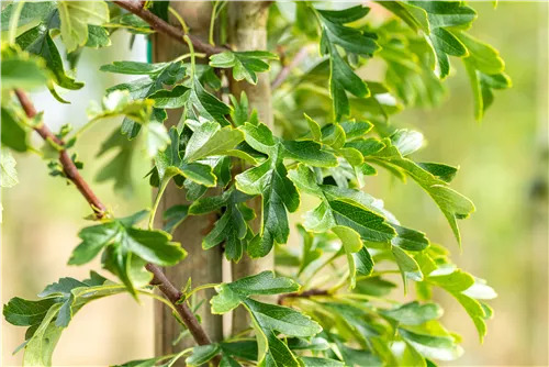 Säulen-Weißdorn - Crataegus monogyna 'Stricta'