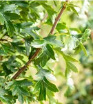 Säulen-Weißdorn - Crataegus monogyna 'Stricta'