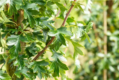 Säulen-Weißdorn - Crataegus monogyna 'Stricta'