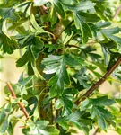 Säulen-Weißdorn - Crataegus monogyna 'Stricta'