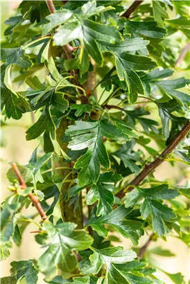 Säulen-Weißdorn - Crataegus monogyna 'Stricta'