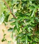 Säulen-Weißdorn - Crataegus monogyna 'Stricta'