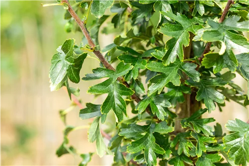 Säulen-Weißdorn - Crataegus monogyna 'Stricta'