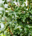 Säulen-Weißdorn - Crataegus monogyna 'Stricta'