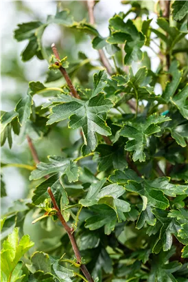 Säulen-Weißdorn - Crataegus monogyna 'Stricta'