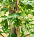 Säulen-Weißdorn - Crataegus monogyna 'Stricta'