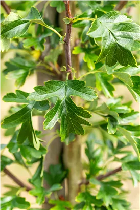 Säulen-Weißdorn - Crataegus monogyna 'Stricta'