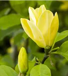 Magnolie - Magnolia brooklynensis 'Yellow Bird'