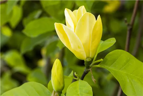 Magnolie - Magnolia brooklynensis 'Yellow Bird'