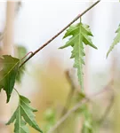 Schlitzblättrige Birke - Betula pendula 'Dalecarlica'