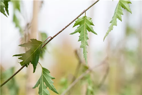 Schlitzblättrige Birke - Betula pendula 'Dalecarlica'