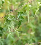 Schlitzblättrige Birke - Betula pendula 'Dalecarlica'