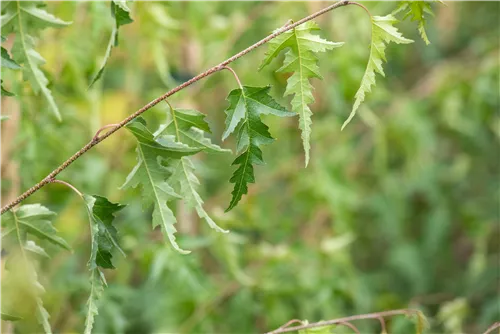 Schlitzblättrige Birke - Betula pendula 'Dalecarlica'