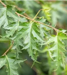 Schlitzblättrige Birke - Betula pendula 'Dalecarlica'